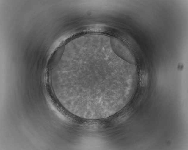 X0000110950726200907311041