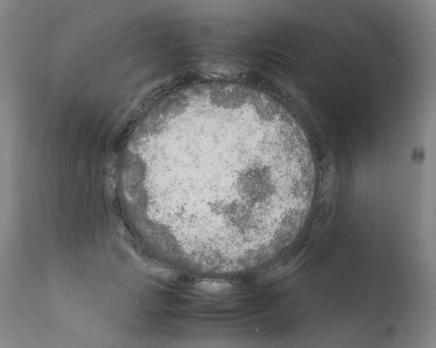 X0000110950749200907311041
