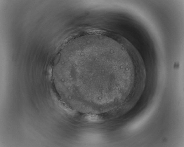 X0000110950767200907311041