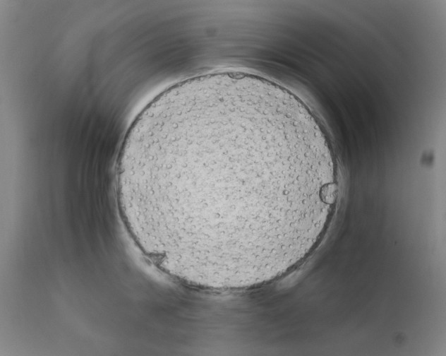 X0000110950814200907311040