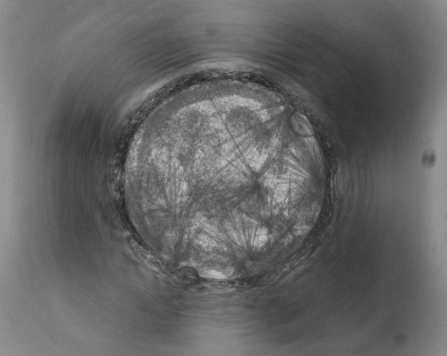 X0000110950822200907311039