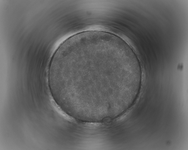 X0000110950854200907311040