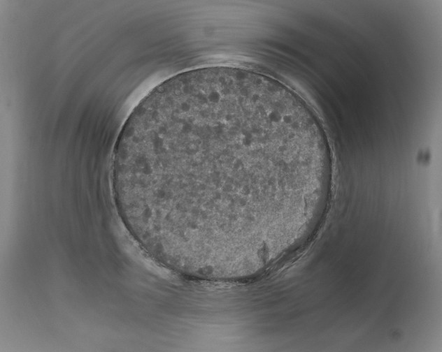 X0000110950899200907311038