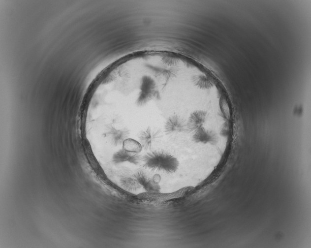 X0000110950928200907311037