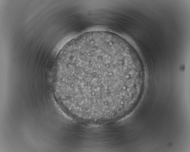 X0000110950953200907311038