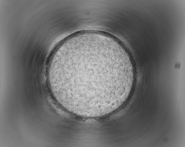 X0000110950974200907311037