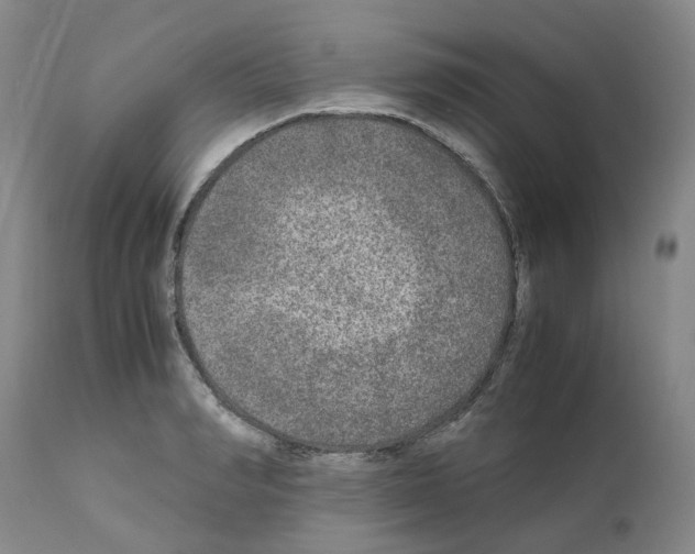 X0000110950990200907311037