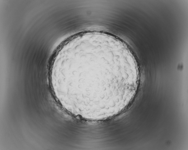 X0000110951022200907311036