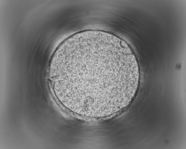 X0000110951040200907311036