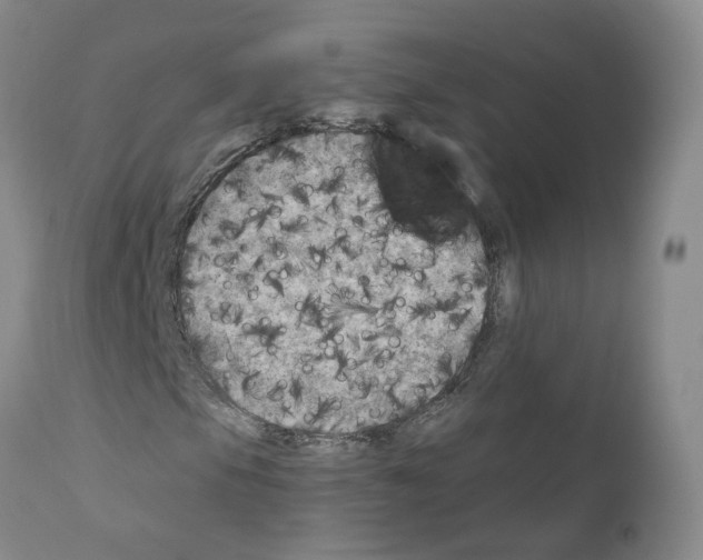X0000110951105200907311034