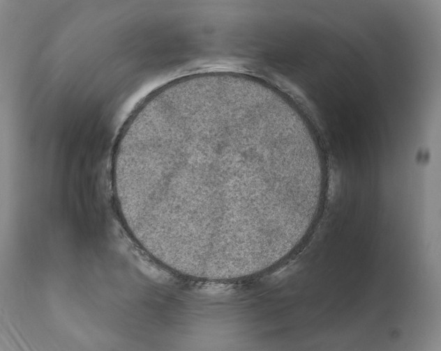 X0000110951174200907311034