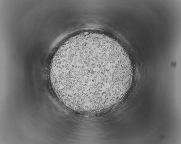 X0000110951208200907311033