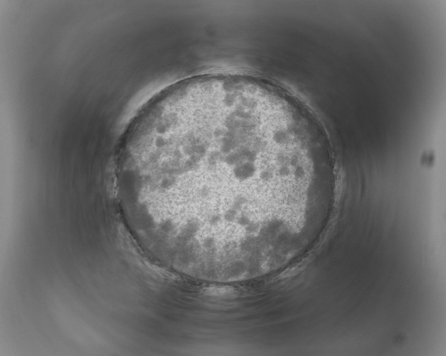 X0000110951215200907311033