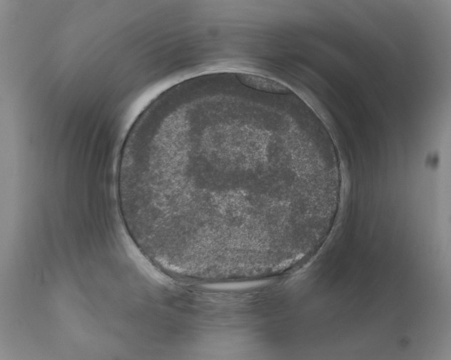 X0000110951246200907311034