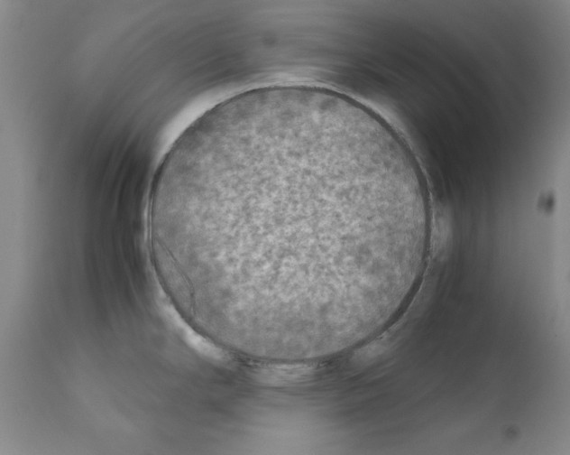 X0000110951294200907311032
