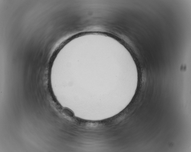 X0000110951364200907311031