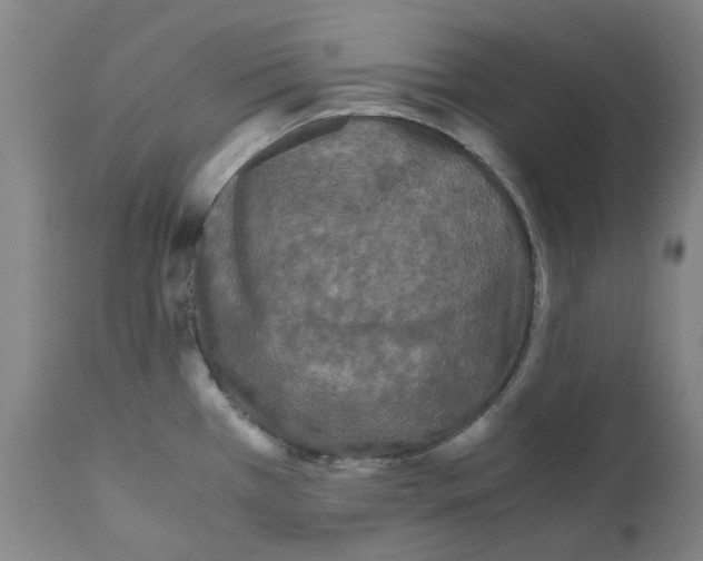 X0000110951385200907311031