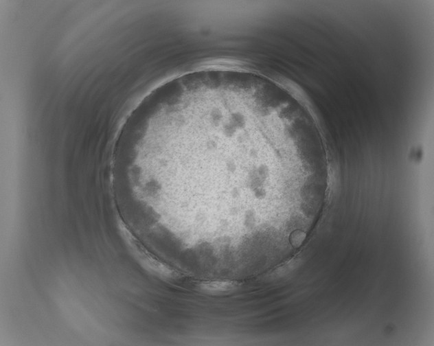 X0000110951435200907311030