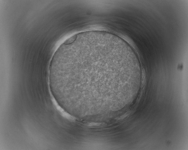 X0000110951439200907311030