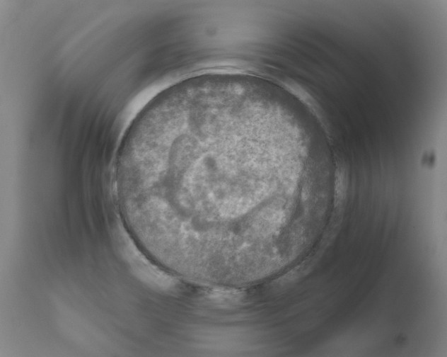 X0000110951466200907311029