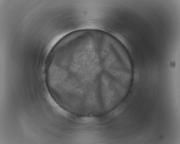 X0000110951468200907311029