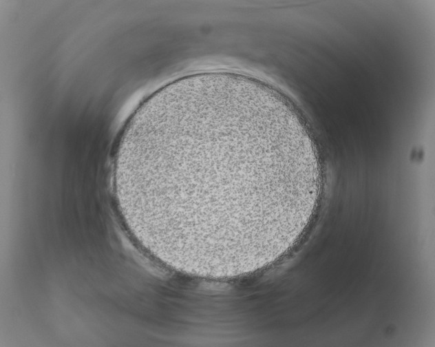 X0000110951509200907311028