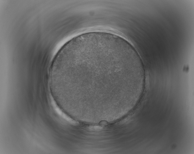 X0000110951515200907311028