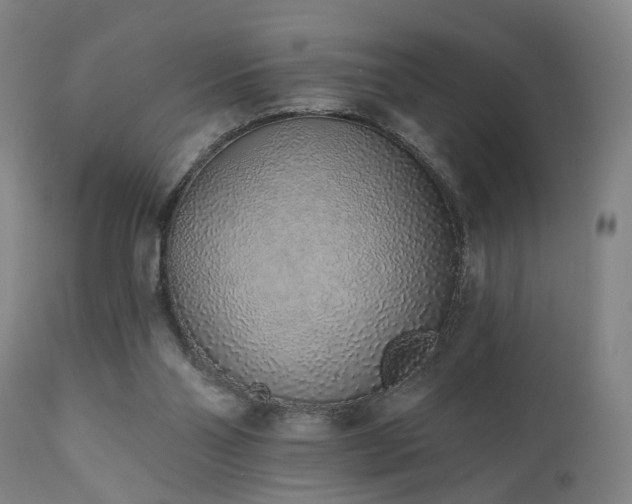 X0000110960110200906191321