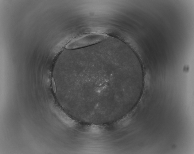 X0000110960305200906191319
