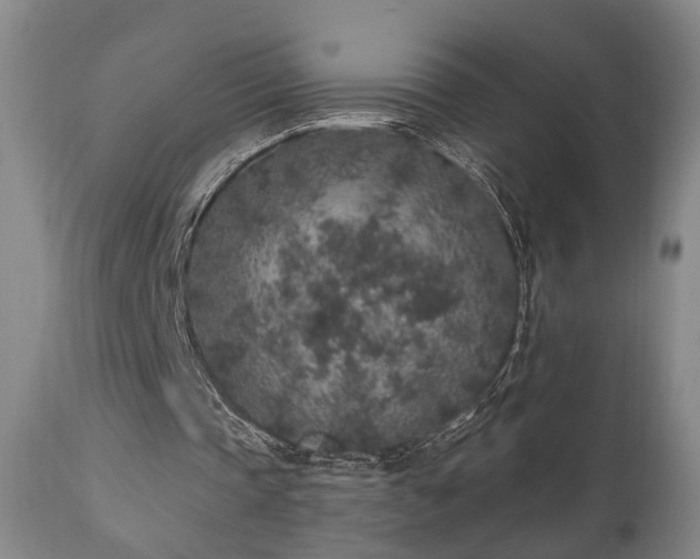 X0000110960337200906191317