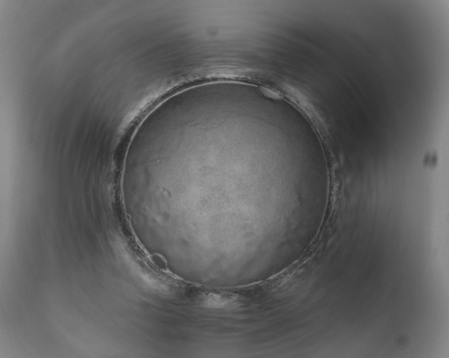 X0000110960346200906191318