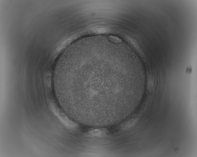 X0000110960447200906191316