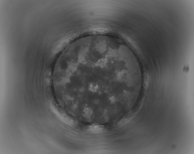 X0000110960451200906191316