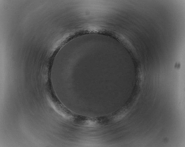 X0000110960496200906191316