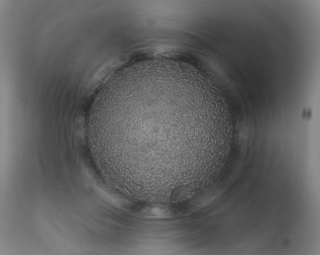 X0000110960506200906191315