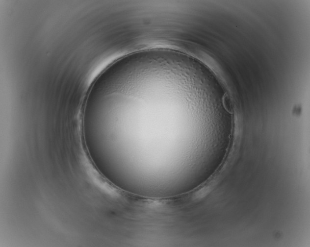 X0000110960814200906191310