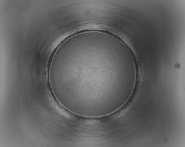 X0000110960837200906191310