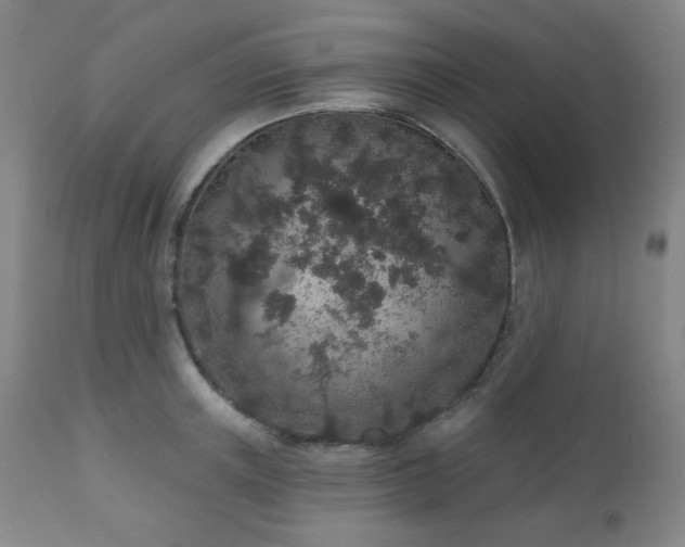 X0000110960851200906191310