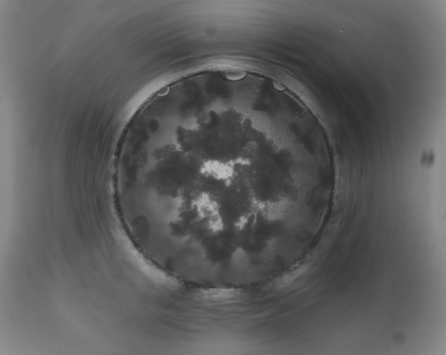 X0000110960853200906191310