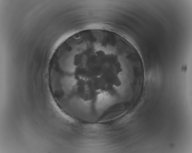 X0000110961045200906191307