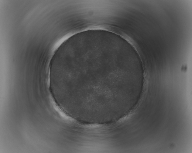 X0000110961127200906191306
