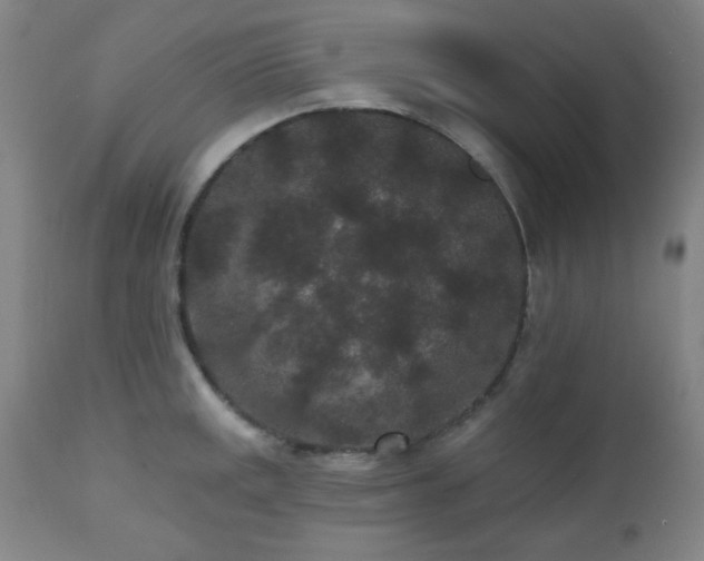 X0000110961141200906191306