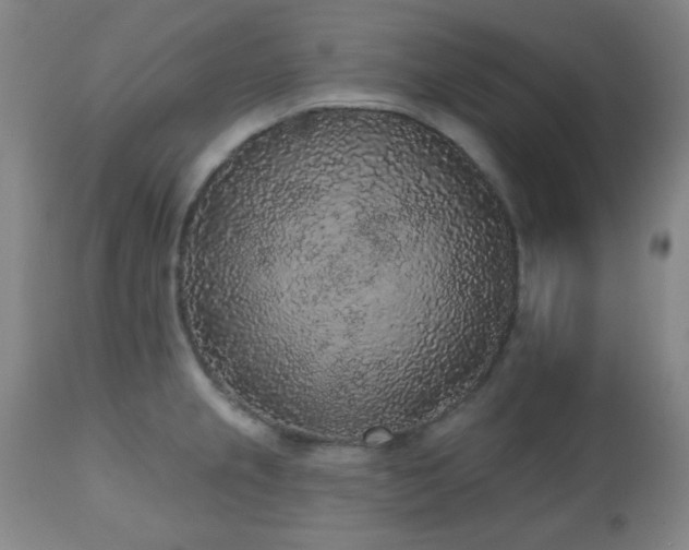 X0000110961237200906191304