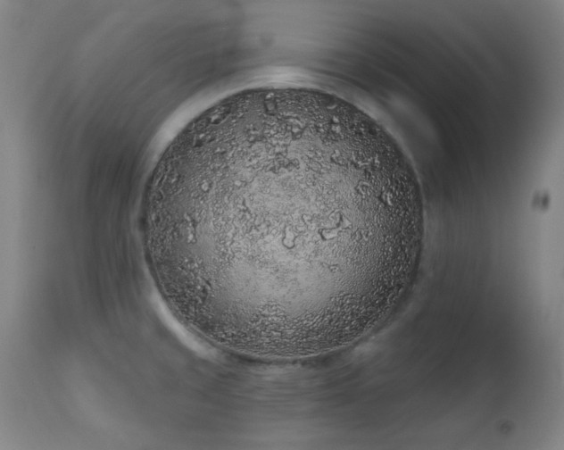 X0000110961429200906191301
