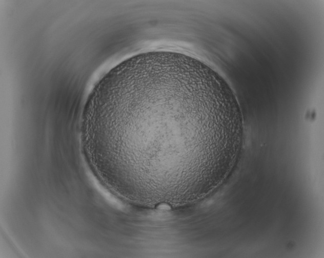 X0000110961525200906191259