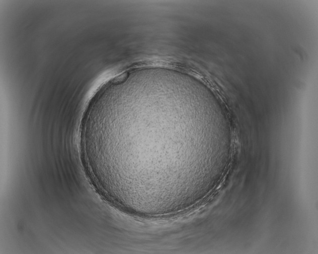 X0000110960006200906261351