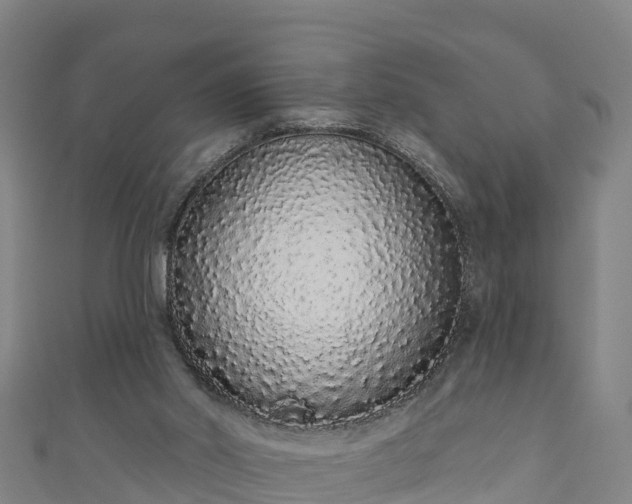 X0000110960014200906261351