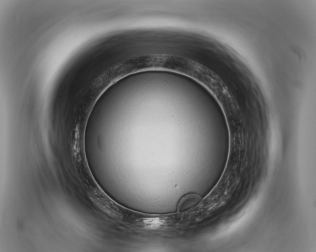 X0000110960050200906261350