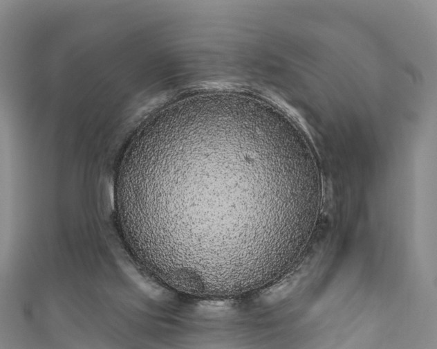 X0000110960061200906261350