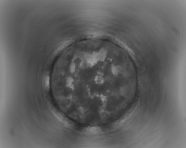 X0000110960067200906261350